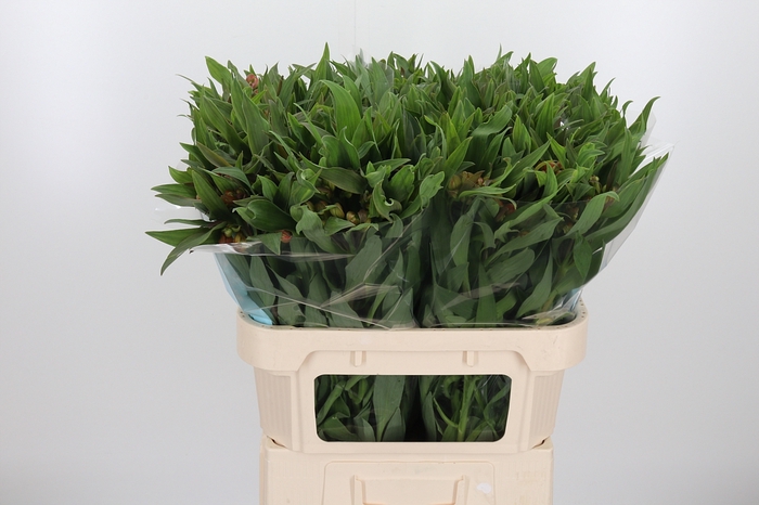 <h4>Alstroemeria Dancing Queen 80 Gram</h4>
