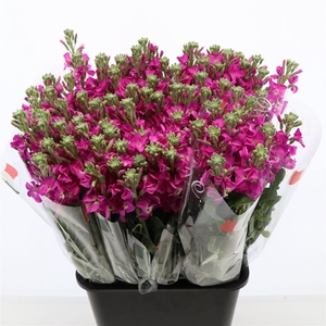 Matthiola Iron Rose Pink