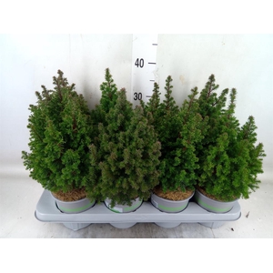 Chamaecyparis thyo. 'Top Point'