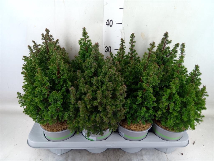 <h4>Chamaecyparis thyo. 'Top Point'</h4>