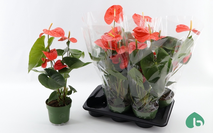 <h4>ANTHU AN NEBRASKA</h4>