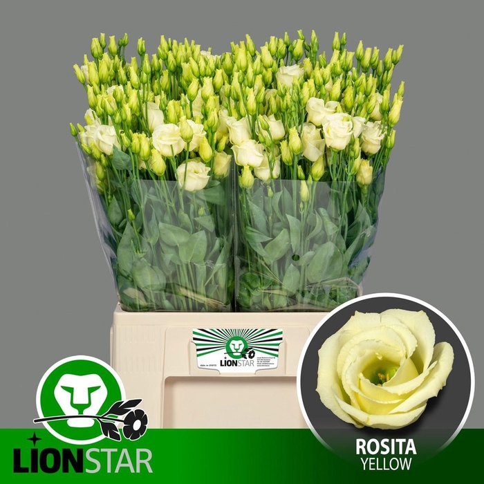 <h4>EUS G ROSI YELLOW</h4>