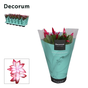 Schlumbergera - 9 cm - Red (Exotic) met hoes - Decorum