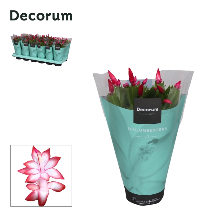 <h4>Schlumbergera - 9 cm - Red (Exotic) met hoes - Decorum</h4>