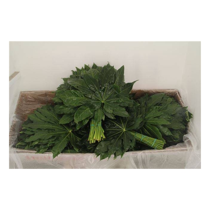 <h4>FATSIA JAPONICA BLAD</h4>