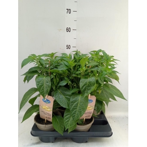 Capsicum annuum   ...peper