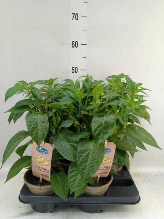 <h4>Capsicum annuum   ...peper</h4>