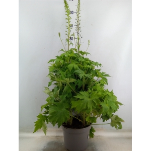Delphinium el. 'PacG MagicFountian'