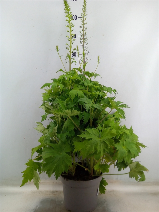 <h4>Delphinium el. 'PacG MagicFountian'</h4>