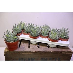 arr8 Aloe Humilis