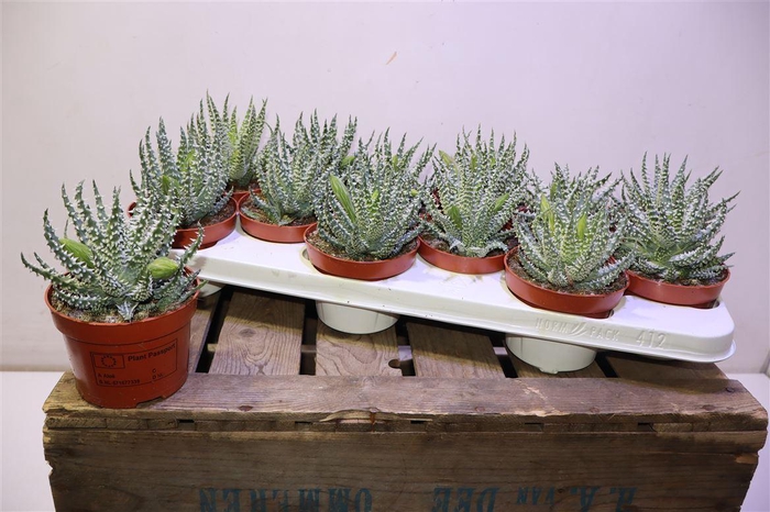 <h4>Aloe Humilis</h4>