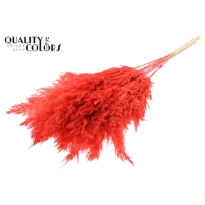Pampas Grass 70cm 10st/bunch Bleached Coral