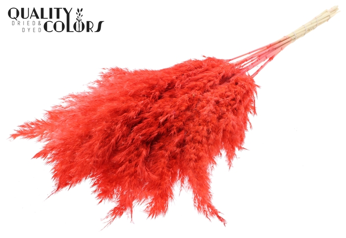 <h4>Pampas Grass 70cm 10st/bunch Bleached Coral</h4>