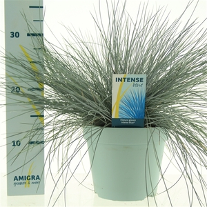 Festuca glauca Intense Blue®