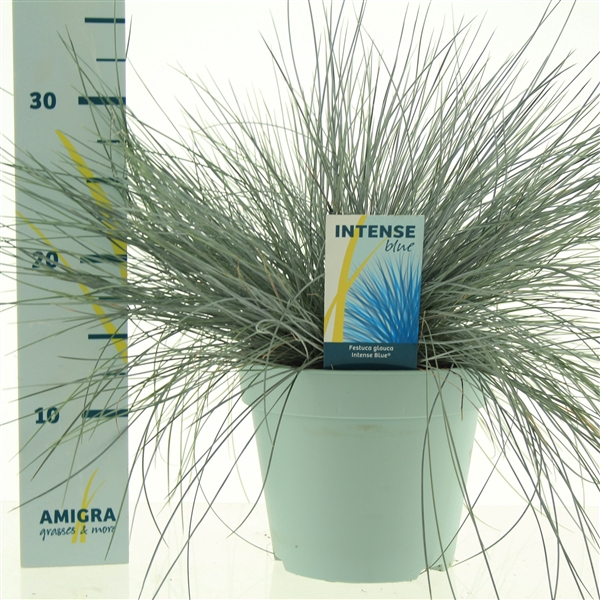 <h4>Festuca glauca Intense Blue®</h4>