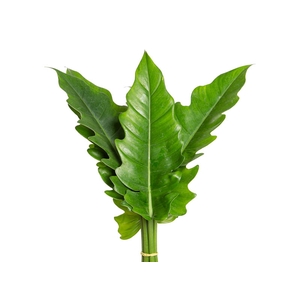 FOLHAGEM PHILODENDRON RING OF FIRE 020 CM