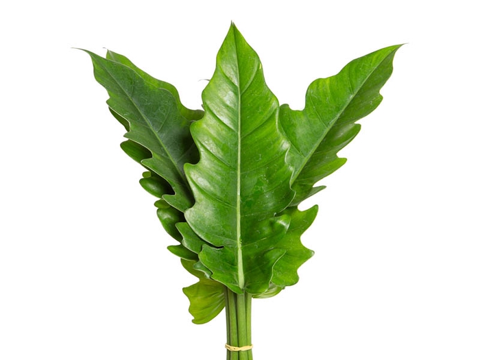 <h4>FOLHAGEM PHILODENDRON RING OF FIRE 020 CM</h4>