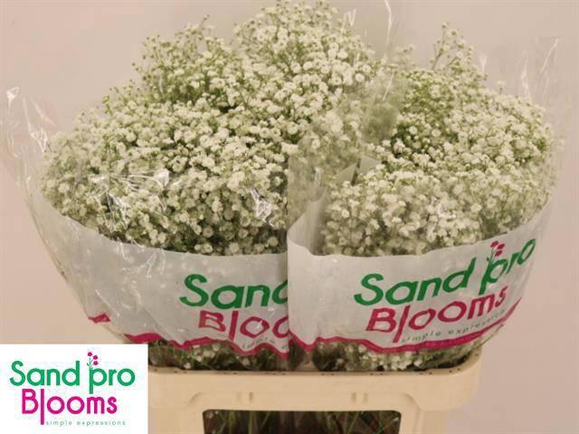 <h4>GYPS PA XLENCE</h4>