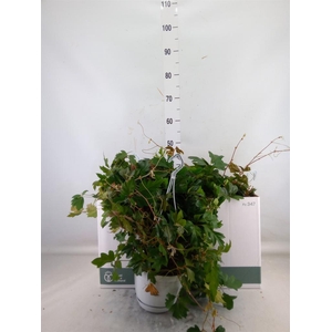 Cissus rhombifolia 'Ellen Danica'