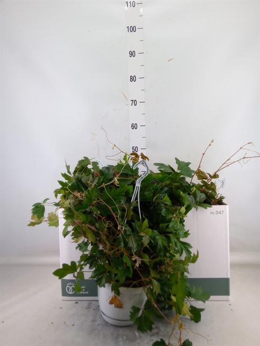 <h4>Cissus rhombifolia 'Ellen Danica'</h4>