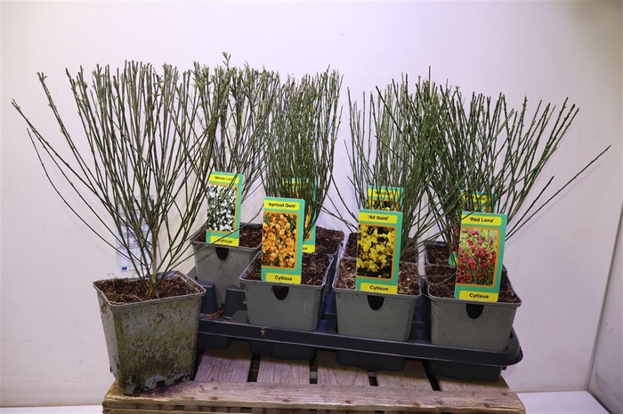 <h4>arr8 Cyti Pr Ov Mixtray</h4>