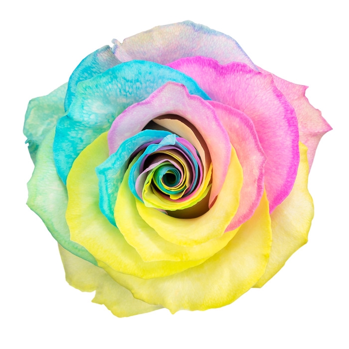 <h4>Rosa ec paint marshmellow bright</h4>