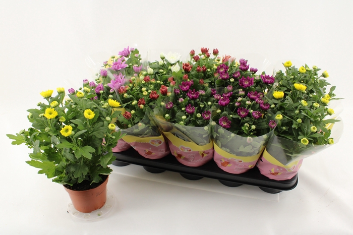 <h4>CHRYS GEVULDBL GEM</h4>