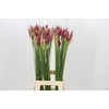 Nerine Alexandra