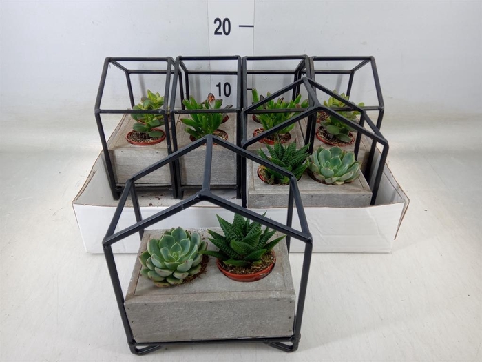 <h4>Succulents   ...</h4>