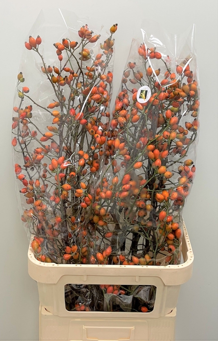 <h4>Rosa Zaffiro SPS Polen</h4>