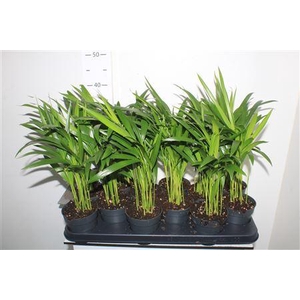 Dypsis Lutescens 10pp