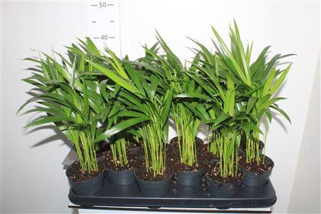 <h4>Dypsis Lutescens 10pp</h4>