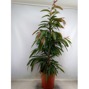 Ficus binn. 'Amstel King'