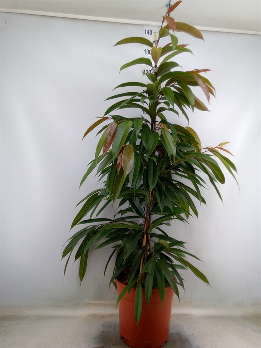<h4>Ficus binn. 'Amstel King'</h4>