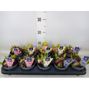 Hyacinthus orie. 'Multifl' ..mix 3
