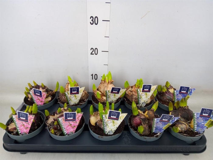 <h4>Hyacinthus orie. 'Multifl' ..mix 3</h4>