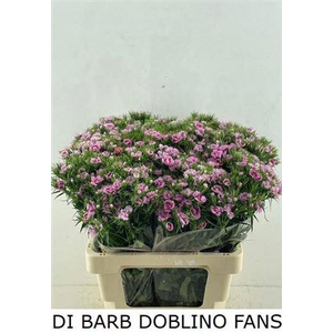 Di Barb Doblino Fans
