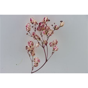 Dried Artz Bougainvillea Rafael Bunch Slv