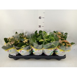 Kalanchoe blos.   ..rosebud mix  5