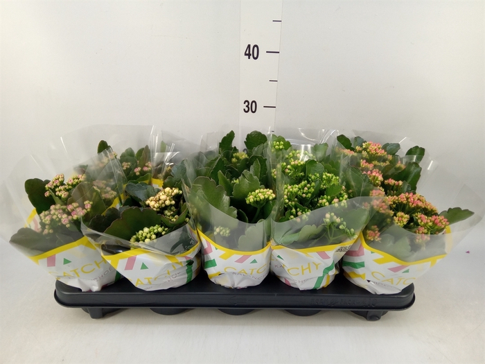 <h4>Kalanchoe blos.   ..rosebud mix  5</h4>