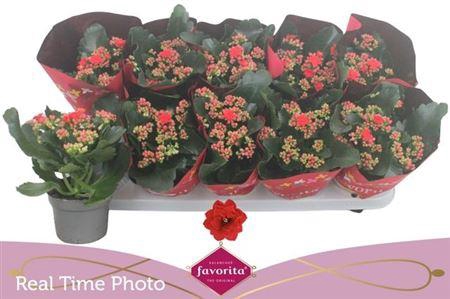 <h4>Kal Ge Perfecta Red</h4>