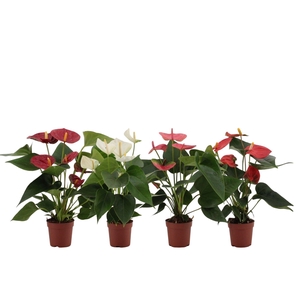 Anthurium 7 cm 4 color mix in transparant sleeve