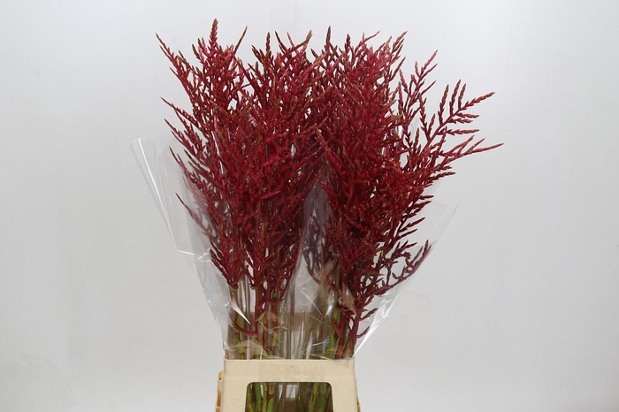 <h4>Bromelia Red Paloma</h4>