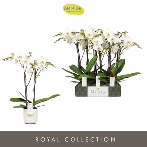 Phalaenopsis wit meer takken