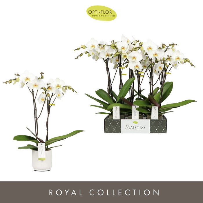 <h4>Phalaenopsis wit meer takken</h4>