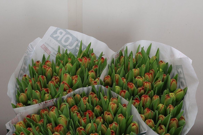 <h4>Tu Du Geneva</h4>