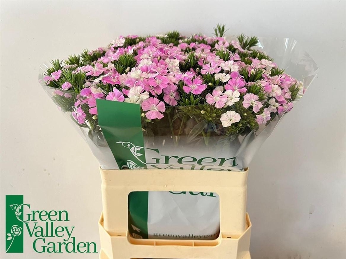<h4>Di Barb Am Rose</h4>