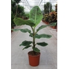 Musa Dwarf Cavendish