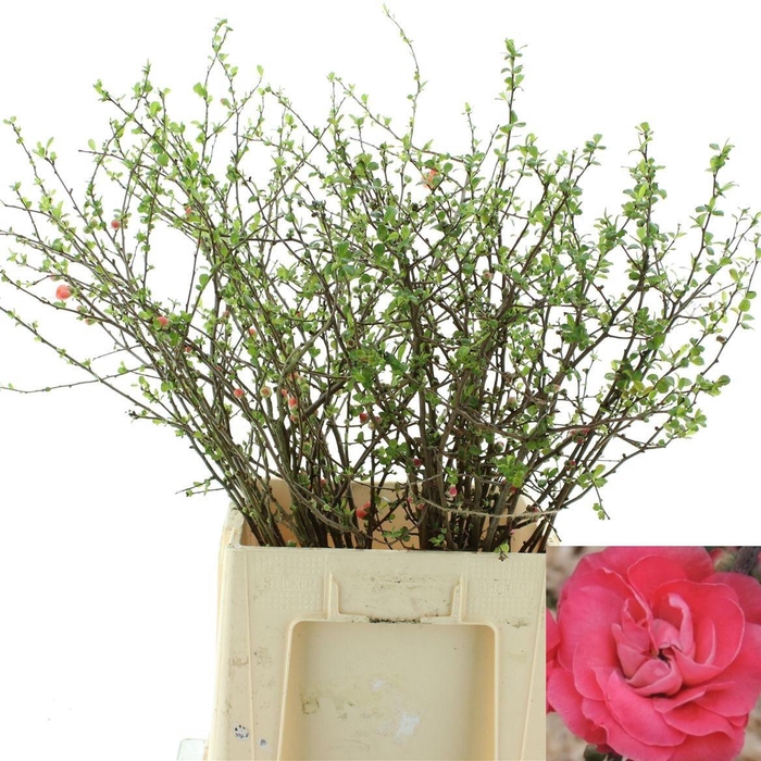 <h4>CHAENOMELES OV</h4>