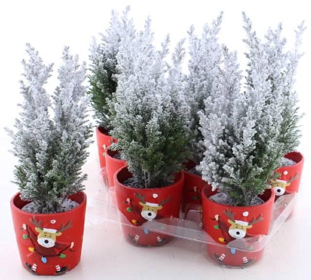 <h4>Cham L Ellwoodii</h4>